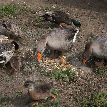 بيت للعطل Surf Beach_santa Barbara Secret Gardens